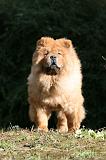 CHOW CHOW 635